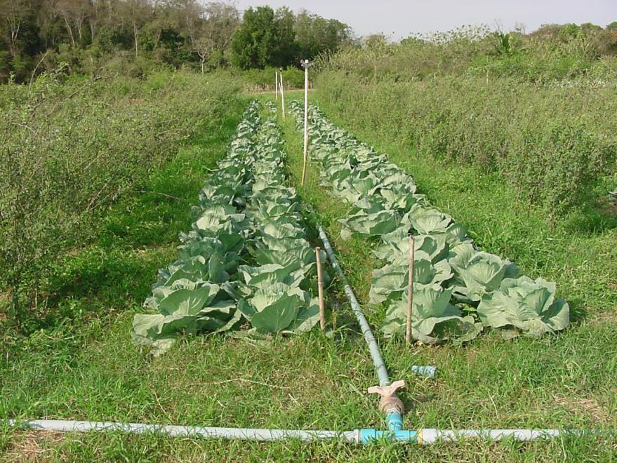 Práticas Agroecológicas Adubação Verde Uso de leguminosas