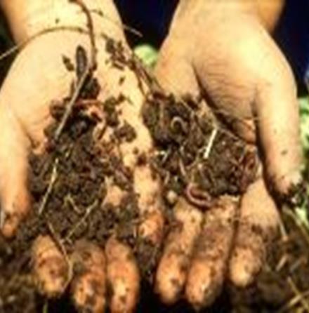 Práticas Agroecológicas Alternativas para Compostagem Vermicompostagem: Elimina