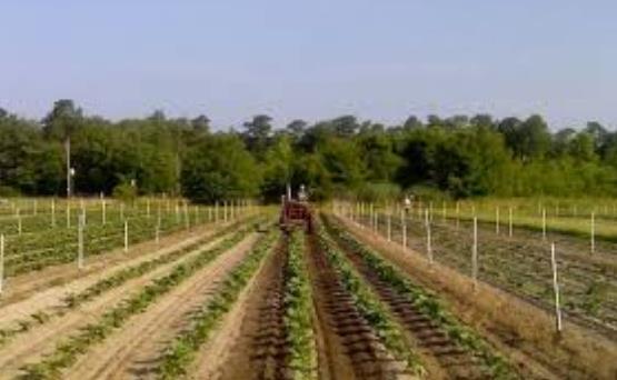 Nos Estados Unidos há uma Agricultura Orgânica Industrial que