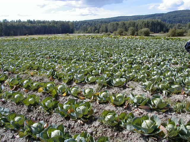 AGRICULTURA ORGANICA CERTIFICADA Agricultura Orgânica de substituição de insumos: atende às normas mínimas de produção sem mudar a lógica de produção.