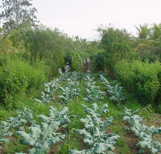 Controle de Pragas e Doenças Através do Uso da Biodiversidade Desenho