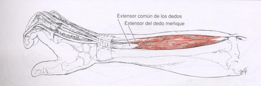 Os músculos localizados na região posterior do antebraço são responsáveis pelos movimentos de extensão do punho e dedos. Os músculos posteriores com suas respectivas inserções são os seguintes: 2.4.