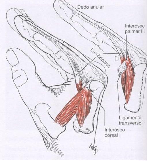 2.4.13 Músculos Interósseos Dorsais Inserção Proximal: Metacarpos. Inserção Distal: base da falange proximal. Inervação: N. Ulnar. Ação: abdução dos dedos 2.4.14 Músculos Lumbricais Inserção Proximal: tendão do flexor profundo dos dedos.