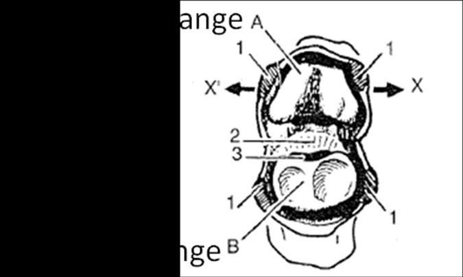 As interfalangeanas são as articulações entre as falanges proximais - médias e entre as falanges médias distais (exceção ao polegar pois esse apresenta apenas as falanges proximal e distal).