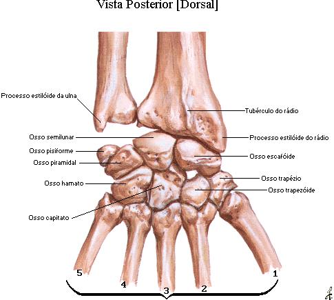 2.2 - Sistema Ligamentar A articulação do punho é formada pelas articulações radio-ulnar distal, rádiocárpica e média cárpica.