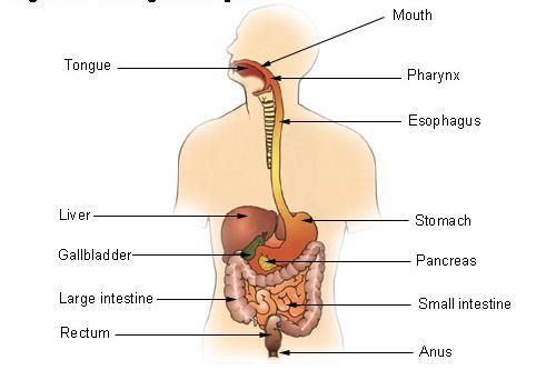 Anatomia do