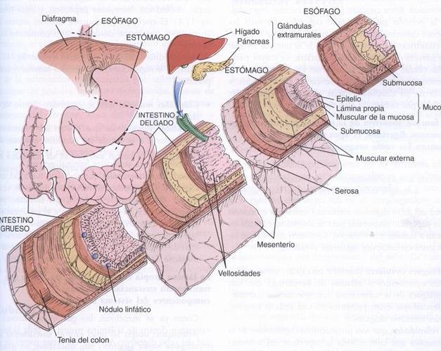 Anatomia do tubo digestivo Características estruturais em comum Quatro camadas histológicas distintas: