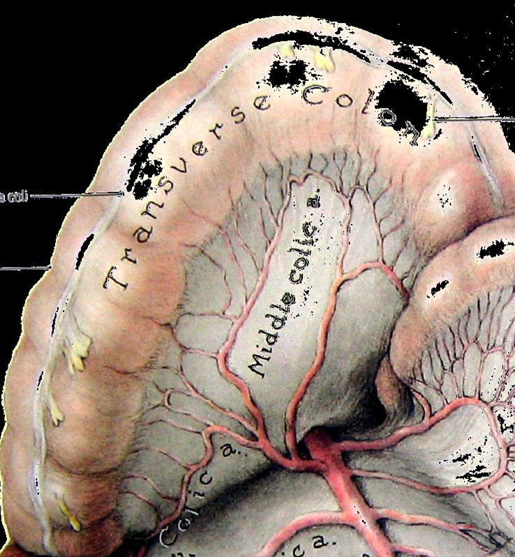 Anatomia do