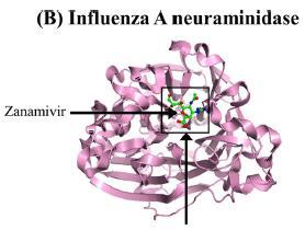 Inibidores de neuraminidase Impedem a liberação