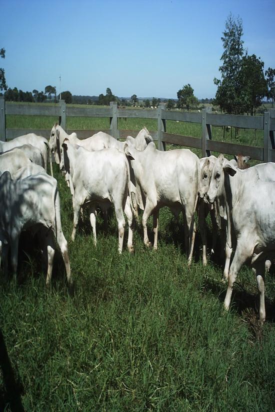 Produção de embriões in vitro VANTAGENS ENTRAVES Alto custo (Investimento) Mão-de-obra qualificada Requisitos mínimos Produção de maior nº de filhos de animais