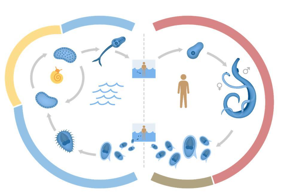 Ciclo de vida água sangue