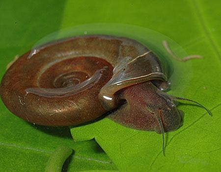 Biomphalaria tenagophila Distribuição espacial da