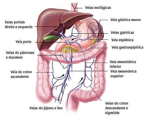 Congestão passiva do baço formação de circulação