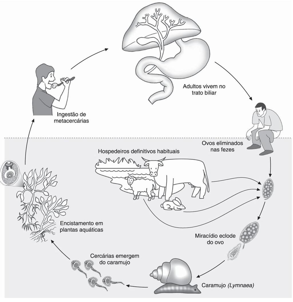 Ciclo de vida Ingestão Adultos vivem no trato biliar Hospedeiros definitivos Ovos