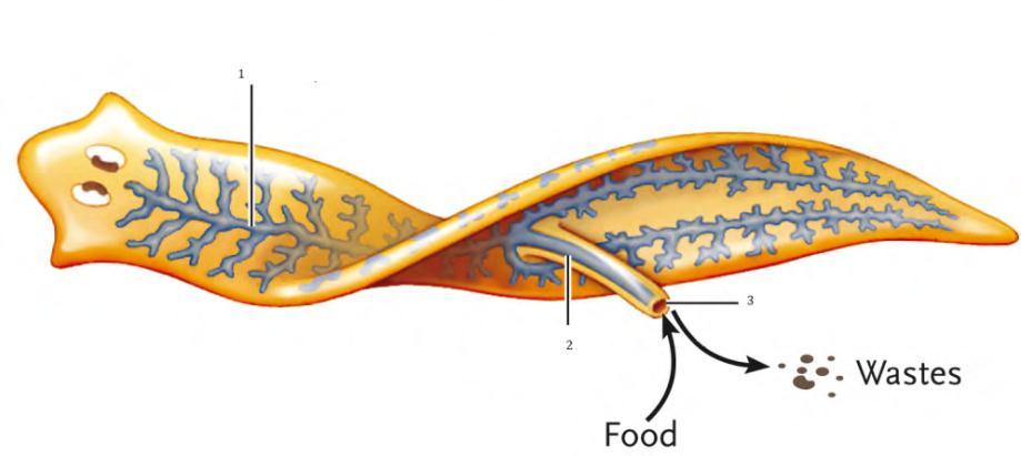 Filo Platyhelminthes