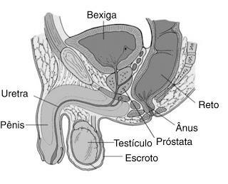 2.9. Próstata conceitos básicos Fazendo parte do sistema reprodutor masculino, a próstata é uma glândula localizada no interior da pelve, na base da bexiga, atrás do púbis e acima do reto.