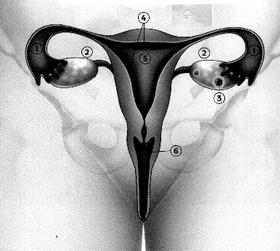 Aparelho genital feminino Ovários Tubas