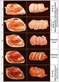 Carnes PSE e DFD Quantidade de água e