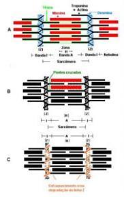 Atuação de proteases sobre algumas proteínas do sarcômero que