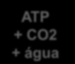 ATP + CO2 + água