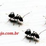 Novas receitas para acabar com baratas, formigas e outros Elimine os indesejáveis sem usar fórmulas perigosas!