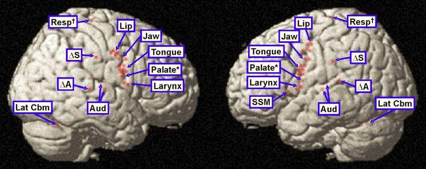 Os sistemas de antecipação e de retroalimentação funcionam em conjunto modelando o córtex motor (Guenther et al, 2006).