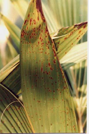 32 Fig. 1 Sintoma de mancha no viveiro Fig. 2 - Sintoma de mancha no campo 2.4 MATERIAL E MÉTODOS 2.4.1 - Isolamento dos microrganismos associados às lesões foliares.