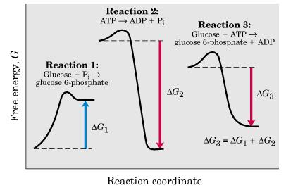 Metabolismo e Energia conceitos básicos energia livre ε livre de Gibbs (G)