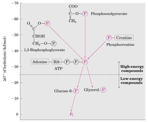 Metabolismo e Energia conceitos básicos Fosfoenolpiruvato Substâncias ricas em ε ΔG de hidrólise( KJ.