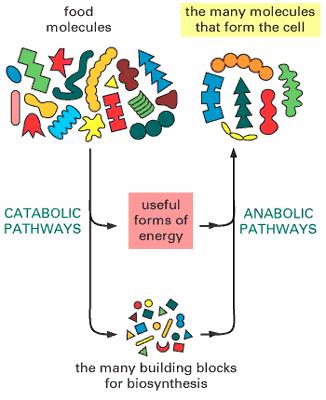 Metabolismo e Energia conceitos básicos Moléculas complexas (por exemplo dos alimentos) Macromoléculas