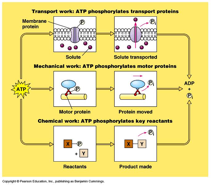 Introdução nucleotídeos Transporte: ATP fosforila proteínas transportadoras forma de armazenamento de ε química nas células dos organismos vivos Proteína de membrana