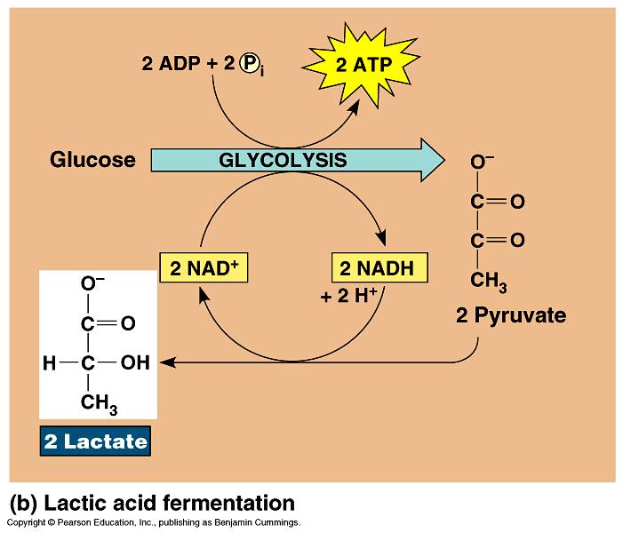 Reações de óxido-redução concomitantes Se oxida Se reduz agente oxidante agente redutor Ganha O 2 Perde O 2 Perde e- Ganha e- Perde H Ganha H Fe 2+ Fe 3+ (ferroso)