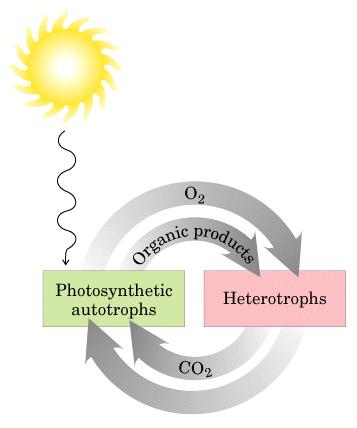 Introdução O fluxo de energia na biosfera é acoplado primariamente aos ciclos de carbono e