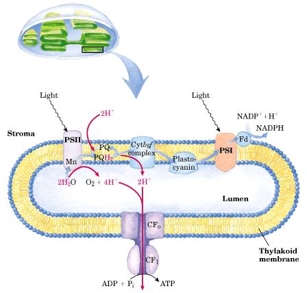 Síntese de ATP Fosforilação Fotossintética
