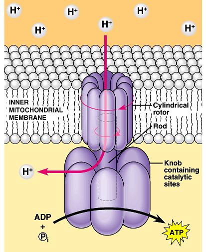 ATP sintase ATP sintase é o nome genérico dado a proteínas que