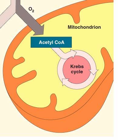 Ciclo de Krebs - Localização