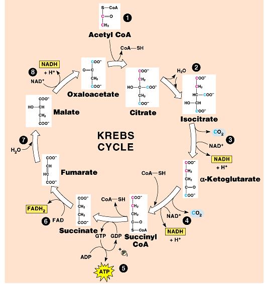 Ciclo de Krebs - Reações Oxidação E: Malato desidrogenase Hidratação E: fumarase Oxidação E: Succinato desidrogenase Malato Acetil-CoA Oxaloacetato Fumarato Succinato E: Succinil- CoA sintetase Ciclo