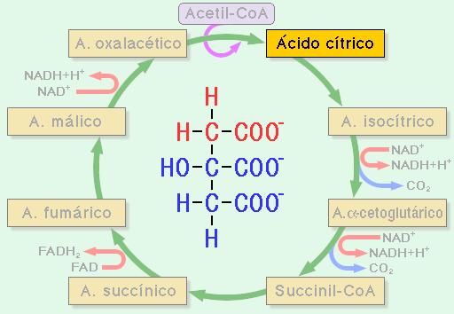 Respiratória e CK 