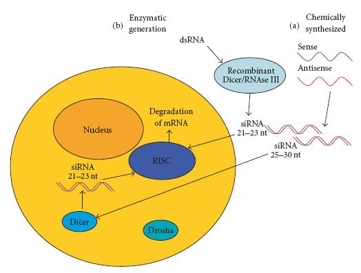 RNAi Geração enzimática Síntese