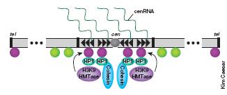 RNAi Infecção viral Elementos repetitivos de genes antisense