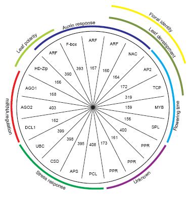 microrna Sobreposição das vias