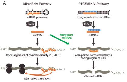 RNAi x microrna Via do microrna Via do PTGS/RNAi precursor do mirna longa molécula de RNA fita-dupla Diversos mirna de plantas Pequenos