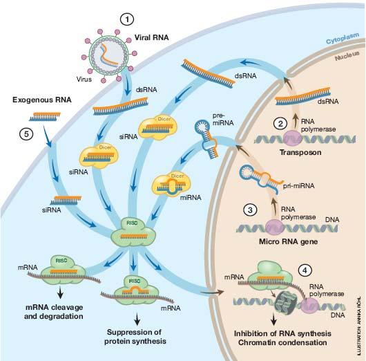 Funções dos RNA reguladores RNA viral RNA exógeno clivagem e degradação do mrna