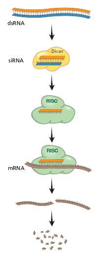 RNAi RNA Sense RNA Antisense RNA Fita-dupla Tipo Selvagem Tipo Selvagem