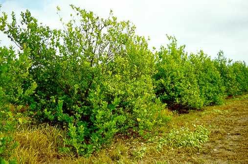 Desordens nutricionais em plantas causam diminuição do