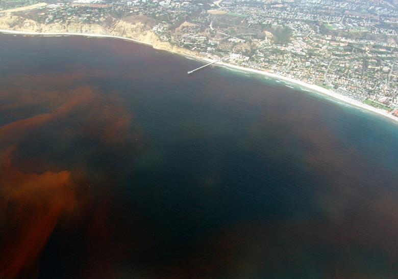 Red Tide caused by red or brown phytoplankton