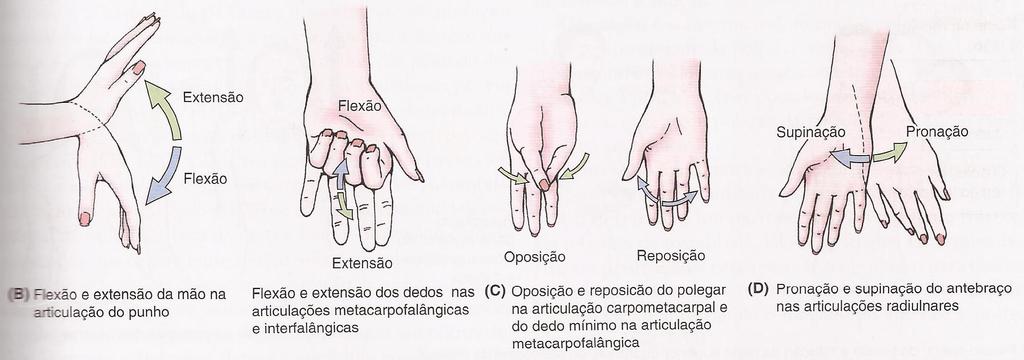 Pronação e supinação: são movimentos de rotação do antebraço e da mão (ver rotação adiante).