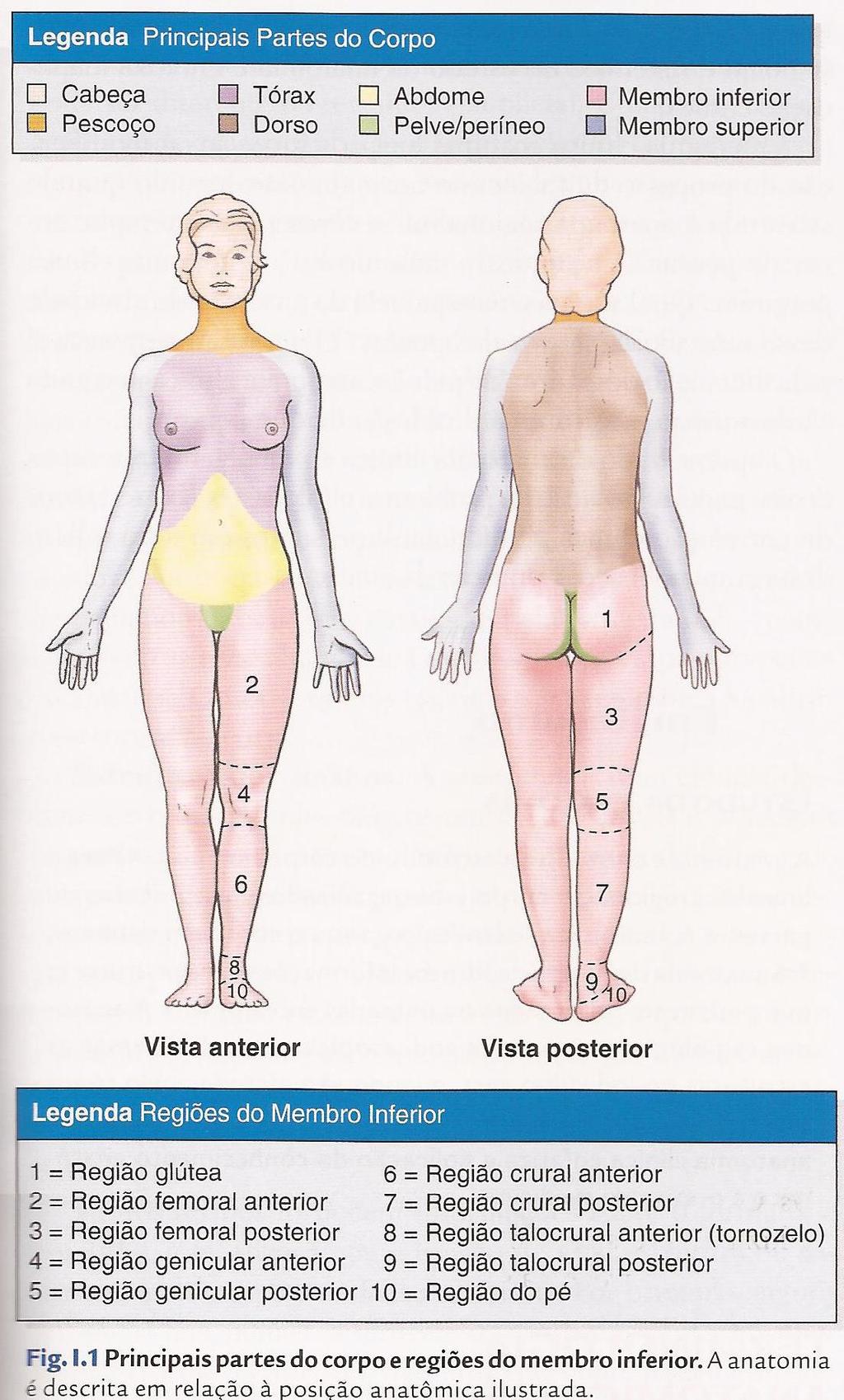 -Anatomia regional (anatomia topográfica) compreende a organização do corpo humano em partes principais ou segmentos: Corpo básico = cabeça + pescoço + tronco (tórax, abdome, dorso e pelve/períneo) +