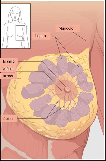 Outubro mês do cancro da mama 1 - A PREVENÇÃO FAZ A DIFERENÇA Mama Saudável O cancro da mama é o cancro mais frequente na mulher e, em muitos países, é ainda a sua principal causa de morte.