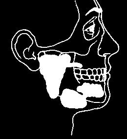 Sistema Digestório Humano Boca: cavidade com paladar - língua deglutição
